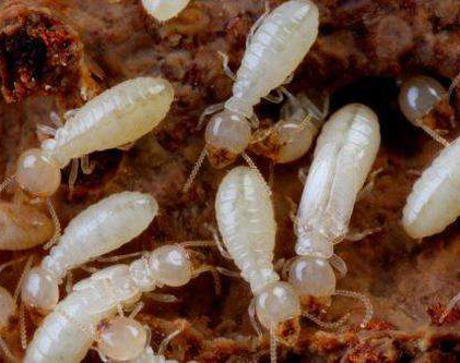 ρ,L(zhng)ɳй^(qing)к޹˾,L(zhng)ɳ˾,L(zhng)ɳ,L(zhng)ɳ,L(zhng)ɳкι˾,L(zhng)ɳx˾,L(zhng)ɳ빫˾,L(zhng)ɳĺ,L(zhng)ɳ,L(zhng)ɳρ,L(zhng)ɳȩ, Ϝ˾,Ϝ,Ϝ,кι˾,Ϛx˾,Ϝ빫˾,Ϝĺ,Ϝ,ϰρ,ϳȩ